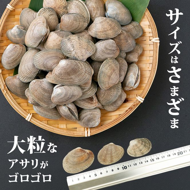 定期便 6ヵ月 アサリ 北海道 厚岸産 砂出し済み 冷凍 ボイル あさり 400g×2 (合計800g) 【ぎょれん道東食品】[魚貝 海鮮 大粒 美味しい 栄養 旨み 砂出し 水洗い 便利 ]