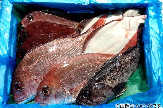 男鹿船川港直送おまかせ旬の地魚セット（小）秋田県 男鹿市 萬漁水産|23_mgs-010101
