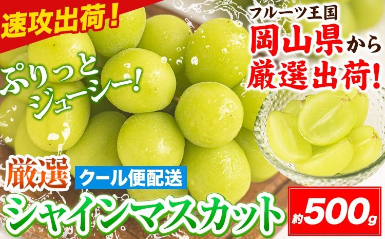 すぐ届く!![スピード速攻出荷! 3~7営業日発送]シャインマスカット 岡山 約500g [3~7営業日以内に発送] 厳選 旬 ぶどう ブドウ 葡萄 マスカット 果物 フルーツ ギフト 岡山県 笠岡市 訳あり クール便 爽やか 贅沢---kasaoka_zsy_231_05---
