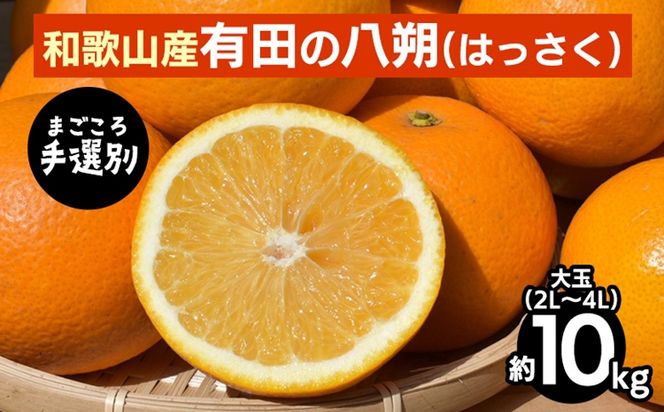 【先行予約】 有田の八朔（はっさく） 約10kg 大玉 2L～4L サイズ混合 和歌山県産