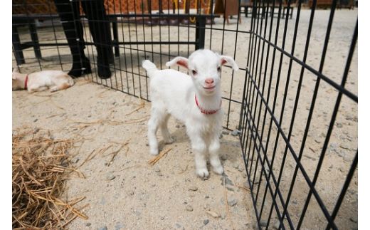 白鳥動物園（ペア）チケット 入場券 優待券 