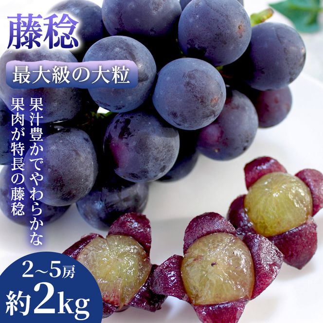 【最大級の大粒】熊本県産 藤稔｜果汁あふれる黒ぶどう 2～5房(約2kg) 1箱 藤稔 ぶどう フルーツ 高級 大粒 甘い 濃厚 ギフト 贈答用 家庭用 お取り寄せ 熊本県