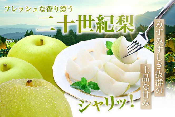 2026年産 先行予約【梨 20世紀梨 香住梨 5kg 大きめ（1玉350g～500gを10～14玉）】【令和8年8月下旬以降発送予定】二十世紀梨 大玉 シャキシャキ 甘味 瑞々しさ 香住梨 フルーツ フルーツ先行予約 果物 贈答品 ギフト なし ナシ 和梨 青梨 大人気 おすすめ ランキング 兵庫県 香美町 香住 JAたじま 16000円 12-05