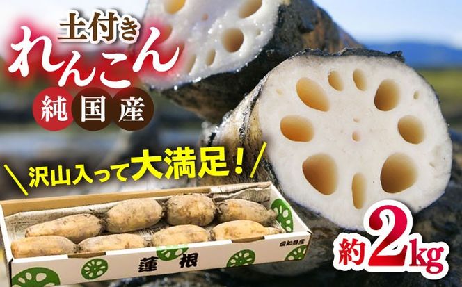 【先行予約】産地直送！土付き蓮根（2kg）【清水食品株式会社】 れんこん レンコン 愛知県産 野菜 産地直送 愛西市/ 清水食品株式会社[AEAJ001]