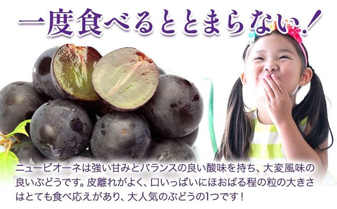 【2026年先行予約】ぶどう 詰合 ニューピオーネ1房(1房480g以上) シャインマスカット 晴王 1房(1房480g以上) 化粧箱入り 株式会社山博《2026年8月下旬-10月上旬頃出荷》岡山県 笠岡市 フルーツ 果物 葡萄 マスカット お取り寄せ【配送不可地域あり】---Y-35---