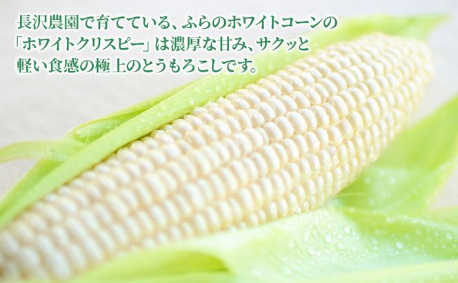 【先行受付  2026年発送】ふらのホワイトコーン 計 2.8kg 以上 (8～9本入) 白 とうもろこし ホワイトクリスピー 野菜 北海道 富良野 ギフト 長沢農園 