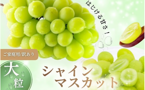 【2026年先行予約】【訳あり】 ご家庭用 シャインマスカット 約1.8kg（2～4房） NISSHOKU FARM 【先行予約】 / 甘い 岡山 訳アリ わけあり ぶどう ブドウ 葡萄 シャインマスカット 先行予約 フルーツ 果物 特選 真庭市 フルーツ王国【nisfarm014-02】