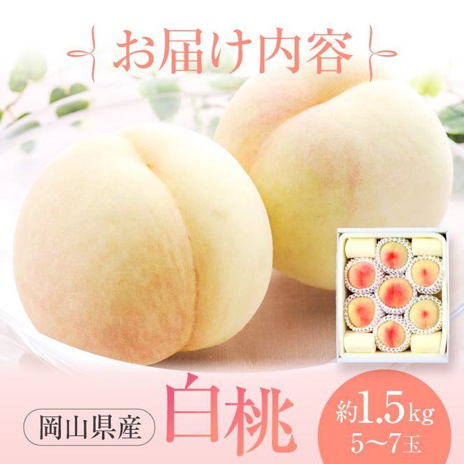 桃 2026年 先行予約 赤磐の 白桃 約1.5kg 5～7玉 JA晴れの国 糖度センサー選果 もも モモ 岡山県 赤磐市産 国産 フルーツ 果物 ギフト デザート 果肉 