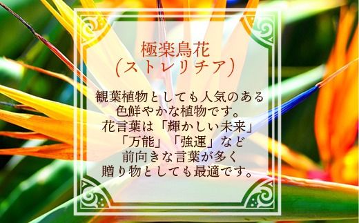 伊集農園がお届けする 極楽鳥花（ストレリチア）（約10本入り）- 産地直送 沖縄県産 生花 エキゾチック 贈り物 花 フラワー 新鮮 インテリア 沖縄県 八重瀬町
