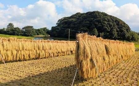 【令和7年産】福岡県 糸島市産 白米　ヒノヒカリ （掛け干し米） 5kg  糸島市 / 谷川農園 コメ 米 掛干し米[AVQ005]