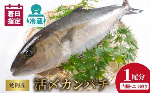 延岡産活〆鮮魚 職人技の脱血鮮魚 カンパチ N019-YZD0118 請関水産