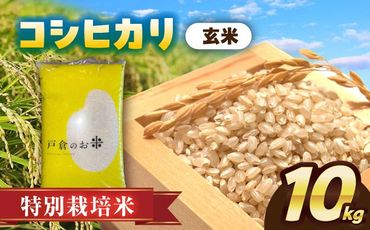 ＼選べる配送月／特別栽培米　コシヒカリ　玄米　10kg　お米　ご飯　愛西市／株式会社戸倉トラクター[AECS029]