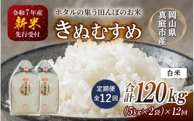 ＜定期便 全12回＞令和7年産 真庭市産きぬむすめ 白米10kg(5kg×2袋)×12回 / お米 国産 岡山県 米 人気 ブランド 2025年産 【tkns-tkb018-cho】