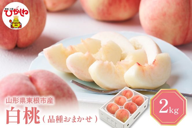 【2026年産 先行予約】 白桃 (品種おまかせ) 2kg 秀品 化粧箱入り 東根農産センター提供 山形県 東根市 hi027-257