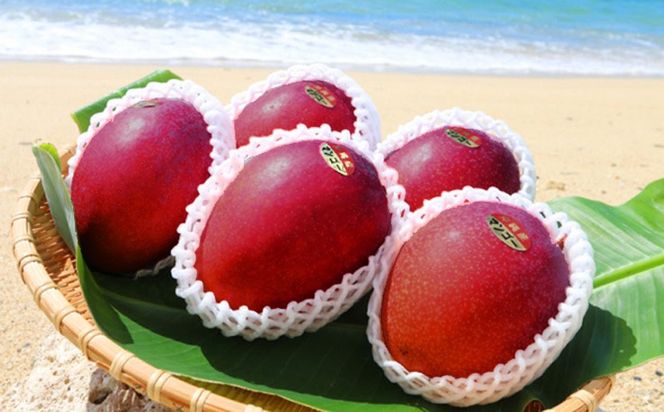 【2026年発送】濃密マンゴー《秀品・約1kg》大宜味村農家さんから直送 秀品 先行予約 沖縄 甘味 糖度 濃厚 おいしい お土産 まんごー アーウィン 果物 くだもの 果実 送料無料 ふるさと納税 １キロ トロピカル 箱入り 食べ物 フルーツ