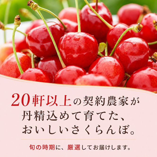 2027年発送 北海道 仁木町産 さくらんぼ 南陽 600g(300g×2パック)　Lサイズ以上 旬 桜桃 産地直送 サクランボ チェリー フルーツ 果物 果物類  仁木町 仁木 [松山商店]