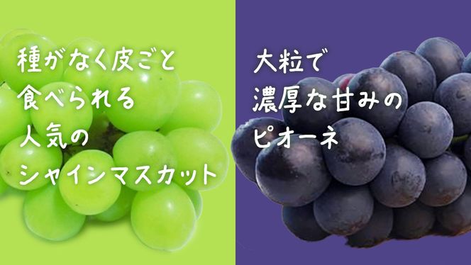 y錧vszy  ˔ z VC}XJbg & sI[l (eP[) y2026N7{Jnz(錧ʕԗiFq) Ԃǂ  }XJbg t[c ʕ p Mtg 蕨