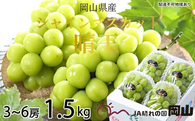 ぶどう 2026年 先行予約 シャイン マスカット 晴王 3房～6房 約1.5kg 7月上旬～8月中旬発送 ブドウ 葡萄  岡山県産 国産 フルーツ 果物 ギフト 