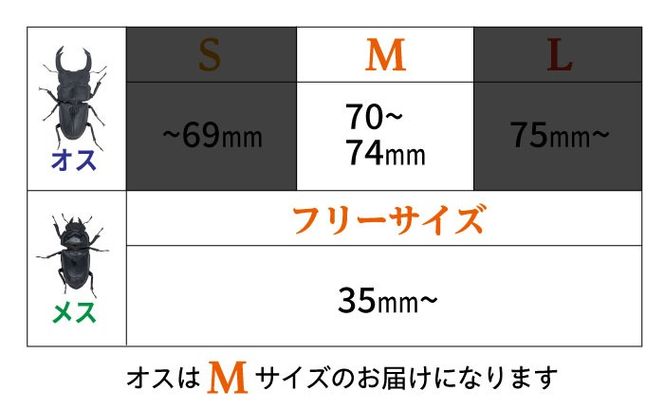 オオクワガタ ペア (Mサイズ)　糸島市 / 糸島クワガタの森 昆虫 ペット [AUN003] クワガタ オオクワガタ  クワガタムシ 昆虫 ペット 虫 生体 国産 ペア 成虫