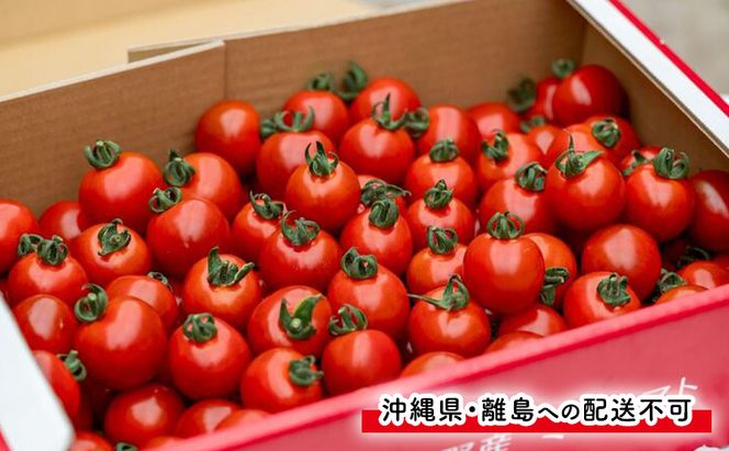 【2026年7月～発送】訳あり 富良野産 採れたて直送! ミニトマト キャロル10 【約3kg】 (清水farm) トマト ミニトマト とまと 野菜 新鮮 甘い 季節限定 北海道 富良野 ふらの