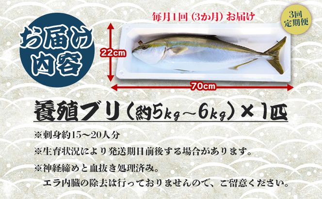 ブリ 鰤 1匹 3回 定期便 海鮮 5kg～6kg 【先行申込】 - 期間限定 魚 ぶり 鰤 寒ブリ 海鮮 鮮魚 魚介類 海の幸 ギフト お刺身 Wny-0016