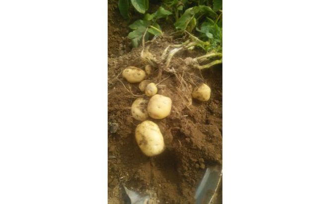 まなびファーム 令和8年産じゃがいも2.2kg 野菜 根菜 国産 新じゃがいも ジャガイモ きたあかり 新じゃが ポテト 食材 九十九里町 千葉県