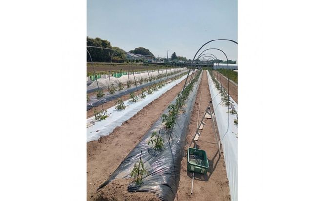 【SPIRA FARM】旬の野菜と玉ねぎドレッシングのセット（１３～１５品） 322032_FY006
