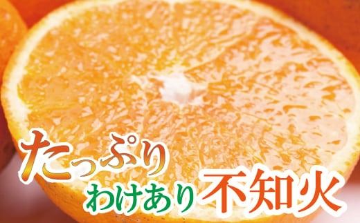 家庭用　不知火5kg+225g（傷み補償分）【デコポンと同品種】【わけあり・訳あり】【しらぬひみかん・しらぬい】【光センサー選別】 / 和歌山 みかん 果物 ミカン フルーツ 果実 柑橘 デコポン【ikd055B】