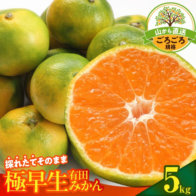 【2026年先行予約】みかん 極早生 山から直送 箱込 5kg ( 内容量 4.4kg ) 採れたてそのままごろごろ規格 有田みかん 和歌山県産_MK1080