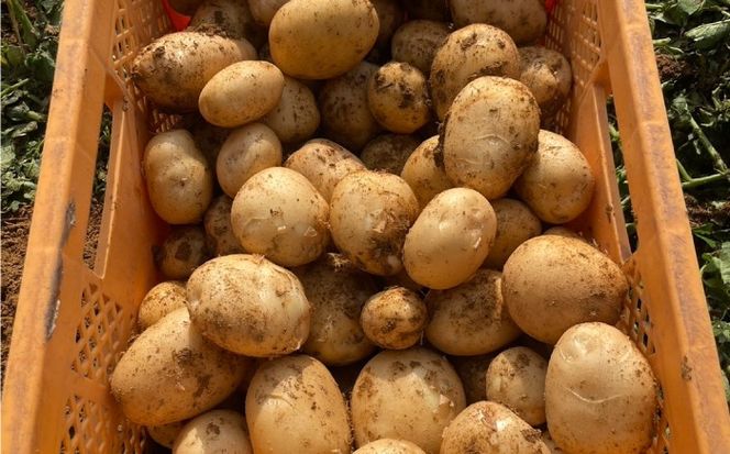 じゃがいも 約5kg 馬鈴薯 秋じゃが / ジャガイモ ばれいしょ 野菜 やさい 芋 / 南島原市 / 株式会社松尾青果[SGU003]