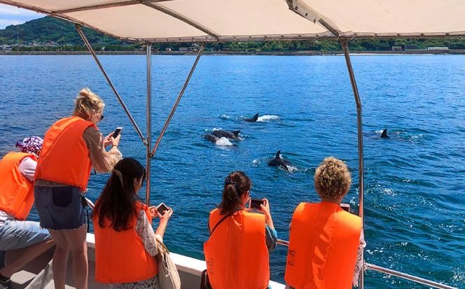 南島原 イルカウォッチング 4人用チケット / イルカ 観光 南島原市 / 南島原イルカウォッチング[SAE002]