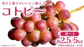＼ 選べる内容量 ／ コトピー 【2026年8月下旬発送開始 】 (茨城県共通返礼品：大子町) コトピー ぶどう ブドウ 葡萄 皮ごと 赤い シャインマスカット 新品種 フルーツ 旬果