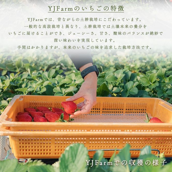 【先行予約】天使のいちご 紅白セット 苺 約400g いちご 詰め合わせ セット 岐阜県 海津市