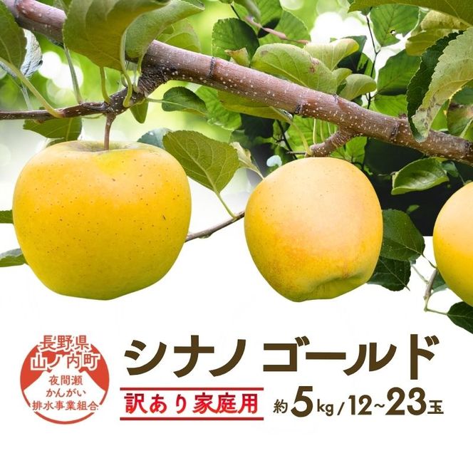 【2026年10月～発送】シナノゴールド 訳あり家庭用 約5kg 12～23玉 りんご 果物 訳あり 信州 長野
