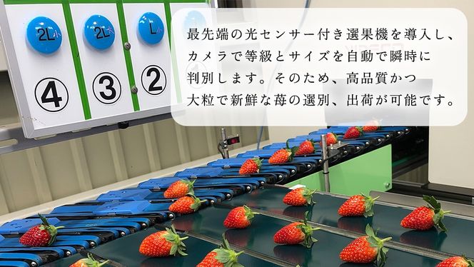 完熟 かおり野 4パック 先行予約 大粒 イチゴ 苺 いちご フルーツ 果物 [AF062ci]