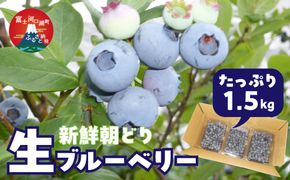 ＜2026年発送先行予約＞＜生産者直送＞新鮮朝取り　生ブルーベリー 1.5kg