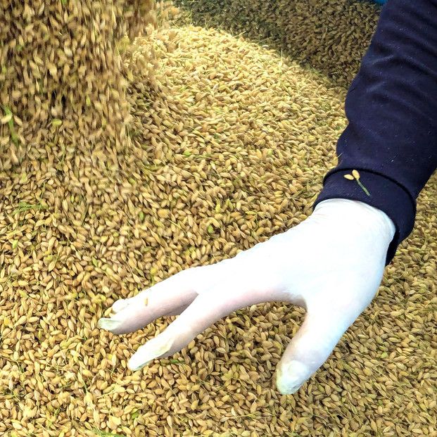 1109.令和7年産　こしひかり玄米　10kg 313726_CH004