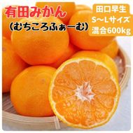 有田みかん 早生S～Lサイズ混合 約600kg【2025年発送 先行予約】  ER06