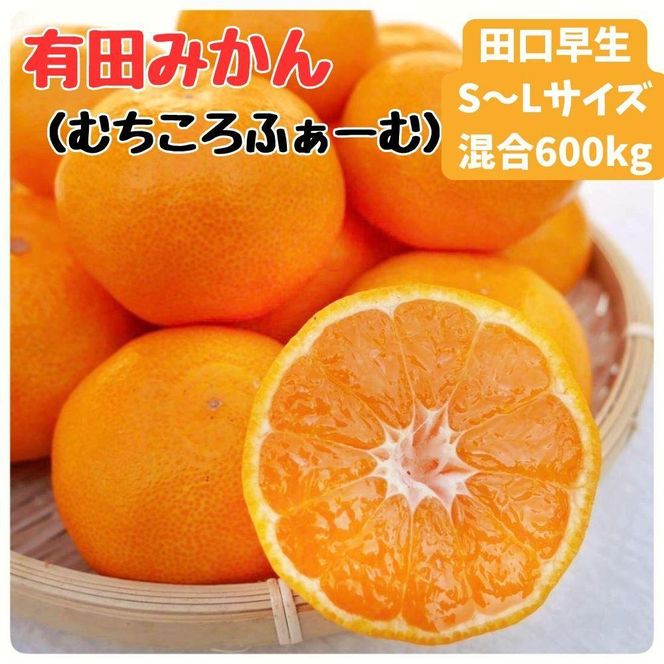 有田みかん 早生S～Lサイズ混合 約600kg【2025年発送 先行予約】  ER06