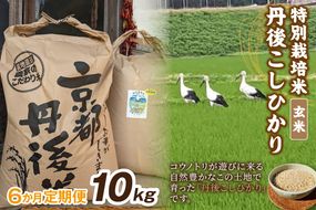 【定期便】玄米10kg×6か月 京丹後久美浜産 特別栽培米こしひかり（2026年10月〜発送）　KU00104