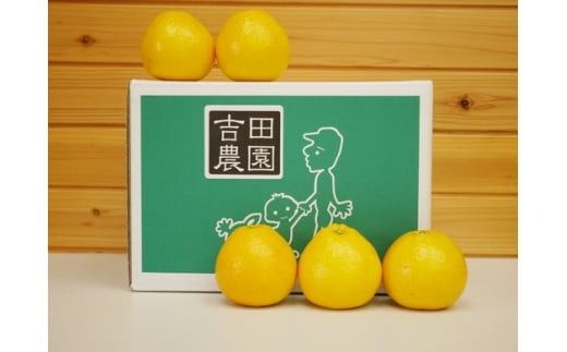 愛南産の河内晩柑10kg(約22～32個) ＜柑橘 希少 果物 国産 フルーツ みかん 蜜柑  和製 グレープフルーツ ブランド 愛媛 果実 ビタミン ＞  ※北海道・沖縄・離島への配送不可 ※2025年4月上旬～8月中旬頃に順次発送予定
