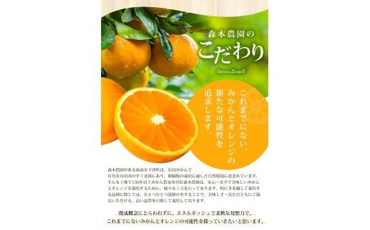 【ご家庭用】手選別 清見オレンジ 約10kg 和歌山県産 2S~2Lサイズ混合※2026年2月上旬～5月中旬頃に順次発送【mrmt039A】