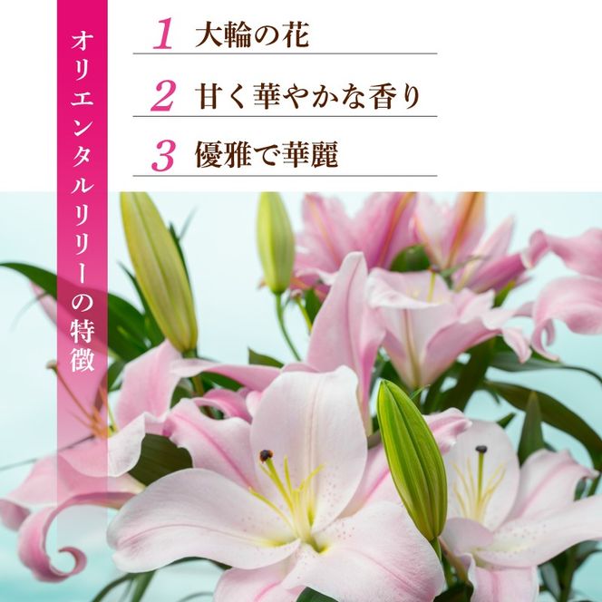 定期便6回 ユリ オリエンタルリリー 4本 花 切り花 プレゼント 贈り物 ギフト 誕生日 記念日 つぼみ 大輪 ピンク 白 香り 優雅 華麗 ブーケ フラワーアレンジメント 観賞用 インテリア 季節の花 高級感 花束 生花 福田園芸 オリエンタルハイブリッド 安芸市 高知県
