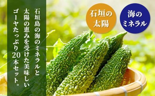 南国石垣島では冬が旬！朝採れ「ゴーヤ」たっぷり20本セット！減農薬！最優秀賞受賞の農家から！12月～3月順次発送【 沖縄県石垣市 石垣島産 フレッシュ ゴーヤ 減農薬 特別栽培 野菜 採れたて 離島のいいもの 沖縄いいもの石垣島 】OI-11