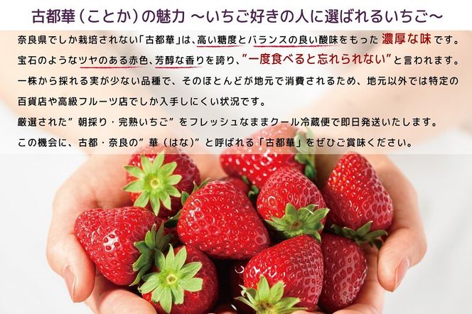 先行予約 朝採り 完熟 12月より順次発送奈良県特産 朝採り高級ブランドいちご「古都華」 // いちご イチゴ 古都華 フルーツ 果物 旬 限定  ブランド 朝採り 完熟 いちご ことか イチゴ 先行予約 古都華 数量限定 古都華 甘い 先行受付 予約