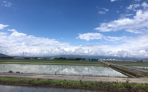 【令和７年度産先行予約】ヒノヒカリ 10kg ※11月以降順次発送予定　精米済み 新米 ひのひかりお米 精米 １０キロ 米 ライス こめ おこめ １０kg