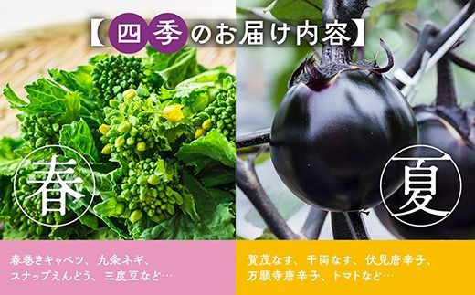 【6回定期便】旬の京野菜　毎月お届けレギュラーコース（全6回）＆『葉酸たまご』6個入り×1パック×3回分付≪定期便 野菜 ふるさと納税野菜≫ ※沖縄・離島・諸島へのお届け不可