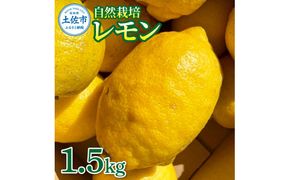 【先行予約】自然栽培レモン 1.5kg 〈2026年9月1日～2027年4月30日発送〉レモン 檸檬 れもん 1.5キロ 柑橘類 フルーツ 果物 くだもの レモネード 塩レモン はちみつレモン レモンスカッシュ【有限会社四万十くじら】