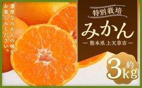 特別栽培 みかん 約3kg 柑橘 果物 フルーツ 果実 果汁 果肉 国産 熊本県産 旬 【 2026年12月下旬～2027年1月下旬発送予定 】
