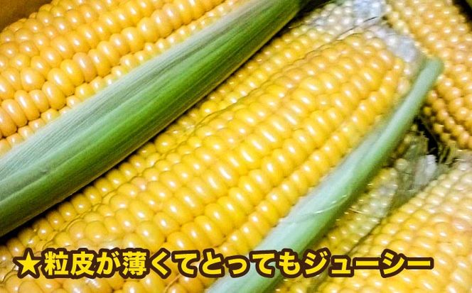 【先行予約】糸島産 トウモロコシ 「もきっこ」 黄 (5本前後) 【2026年6月下旬以降順次発送】糸島市 / 内田農業 とうもろこし コーン [AZH004] とうもろこし トウモロコシ 野菜 コーン スイートコーン BBQ バーベキュー